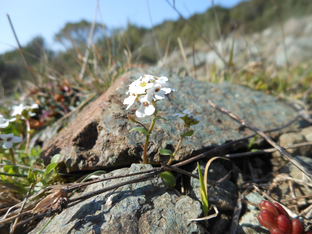 Jonopsidium savianum / Bivonea di Savi